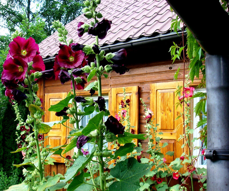 Hollyhock Flowers in Garden
