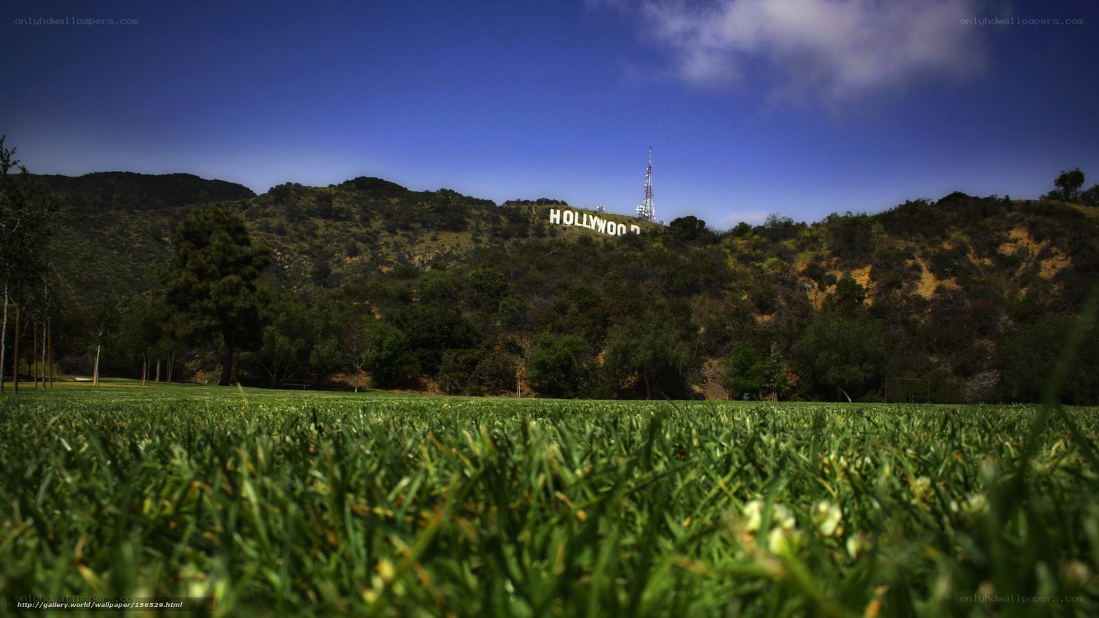 Hollywood Sign from a Grass Field