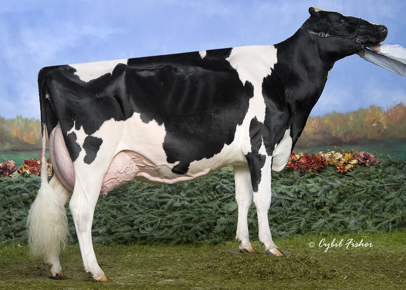 Holstein cow at a show
