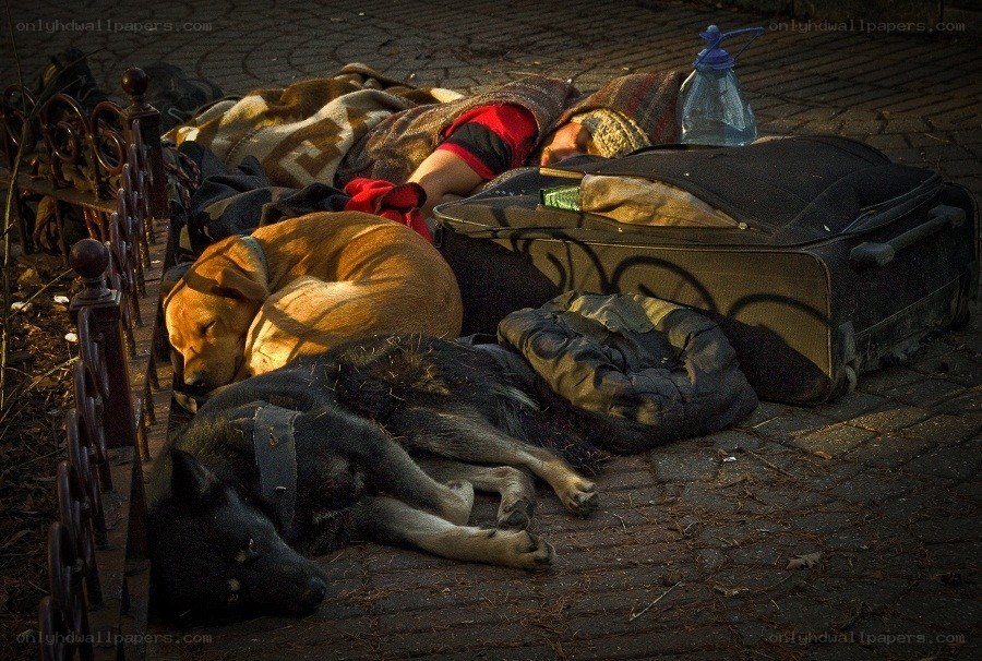 Homeless person sleeping with dogs