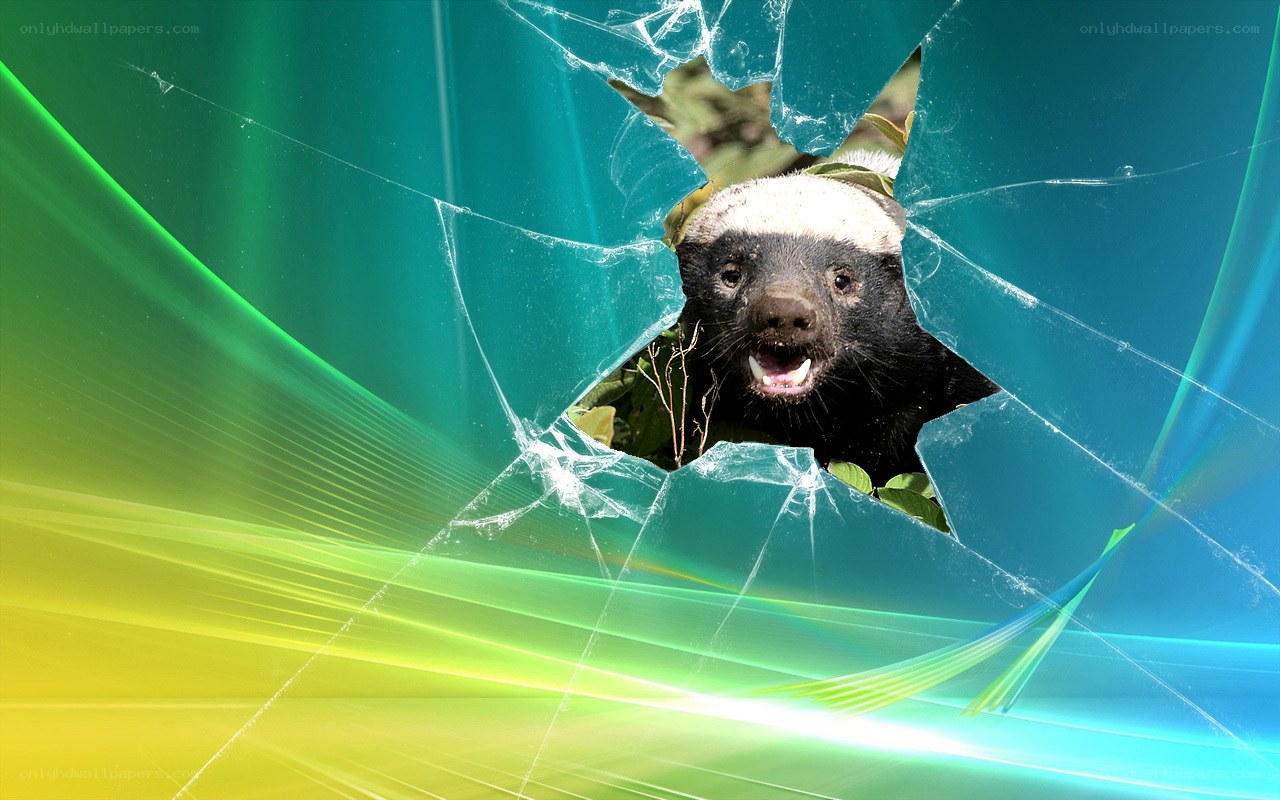 Honey badger breaking through screen