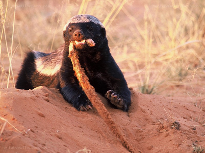 Honey badger with a snake