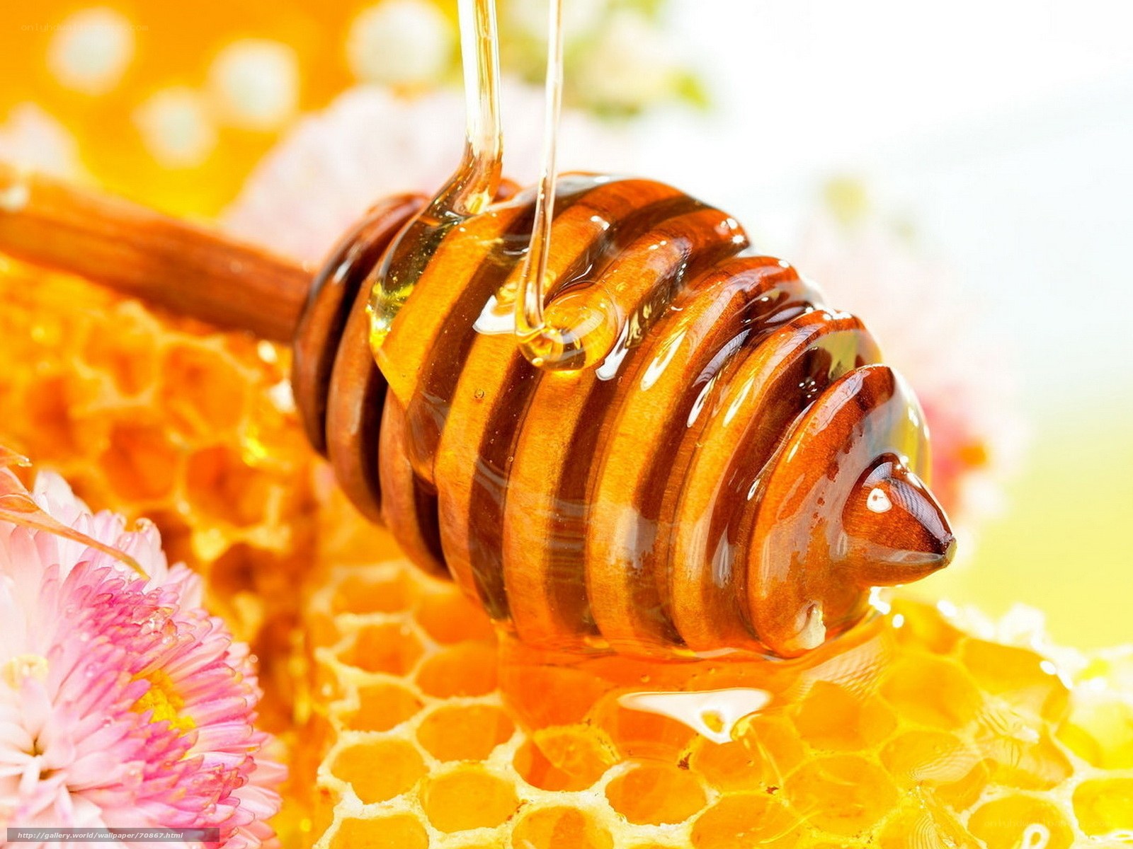 Honey dripping on honeycomb