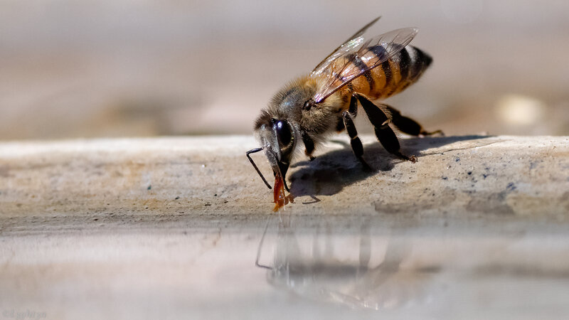 Honeybee Drinking Water — Brown, Calm