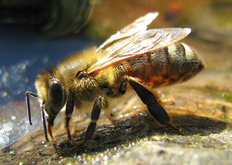 Honeybee Drinking Water — Brown