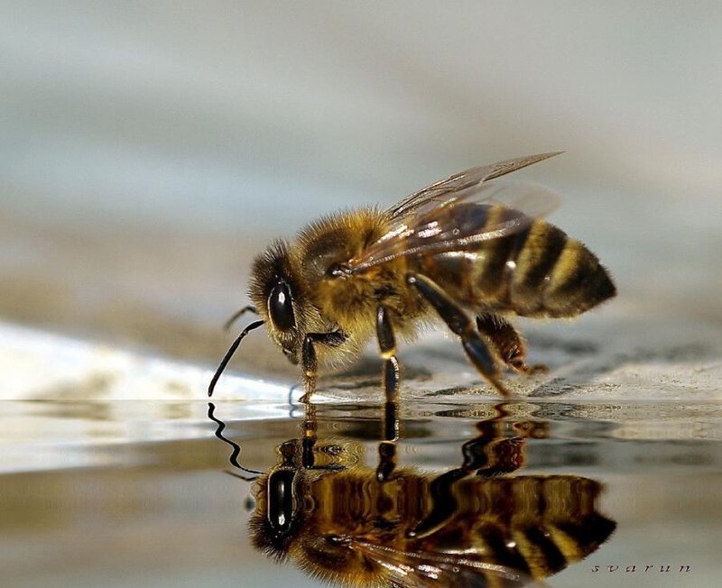 Honeybee Drinking Water