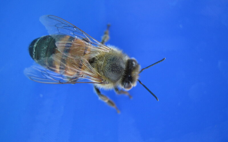 Honeybee on Blue Surface