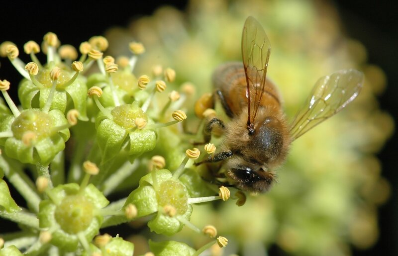 Honeybee on Flower — Green