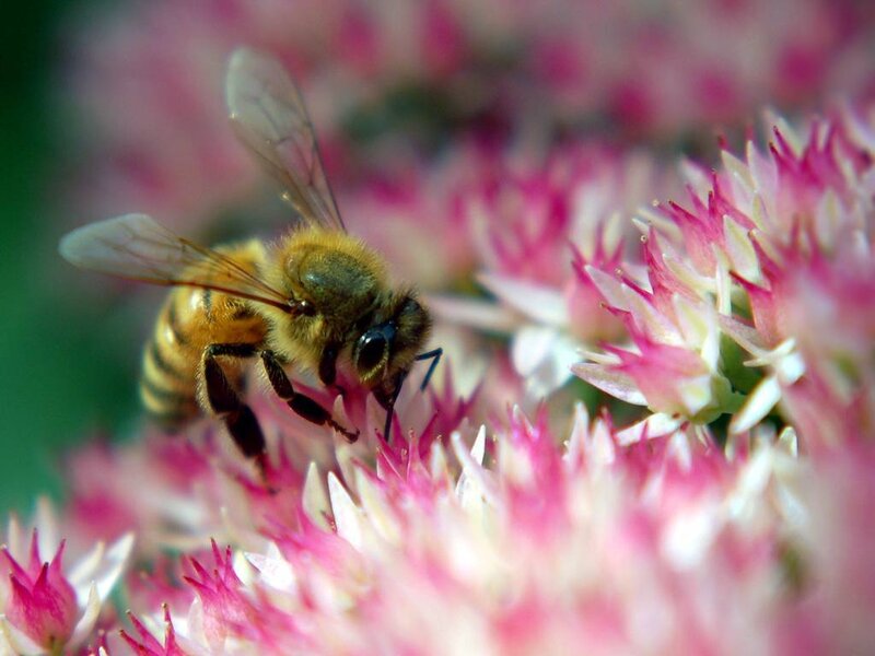 Honeybee on Flower — Pink, Calm