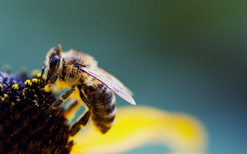 Honeybee on Flower
