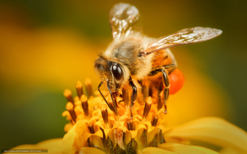 Honeybee on Flower — Yellow
