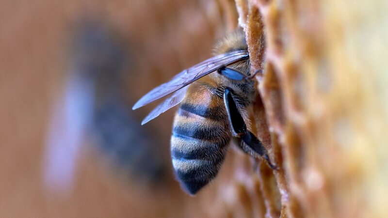 Honeybee on Honeycomb — Brown