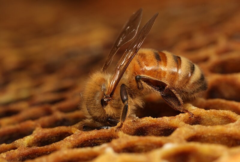 Honeybee on Honeycomb