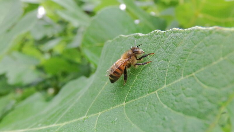 Honeybee on Leaf