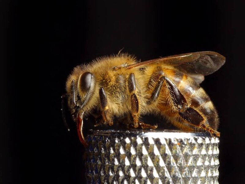 Honeybee on Metal Surface