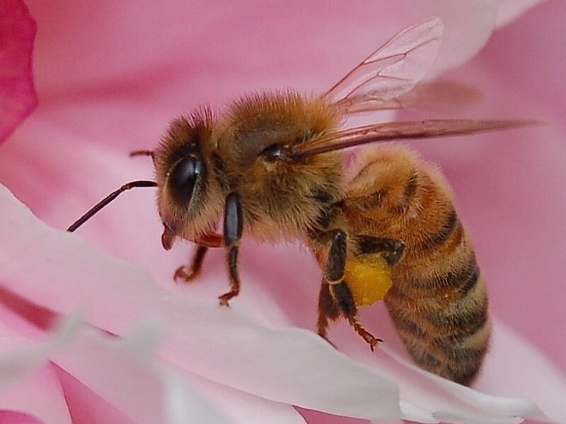 Honeybee on Pink Flower