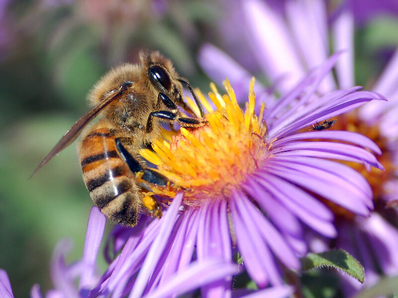 Honeybee on Purple Flower