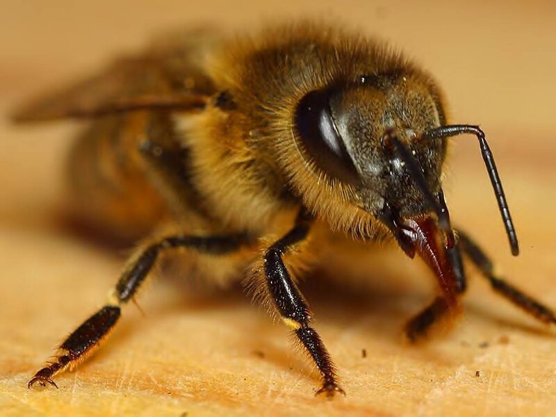 Honeybee on Surface