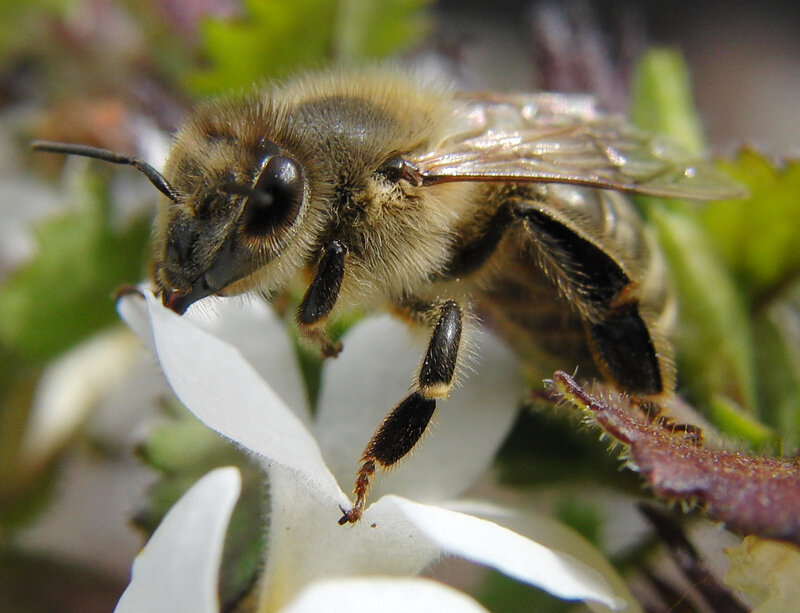 Honeybee on White Flower — Calm, Afternoon