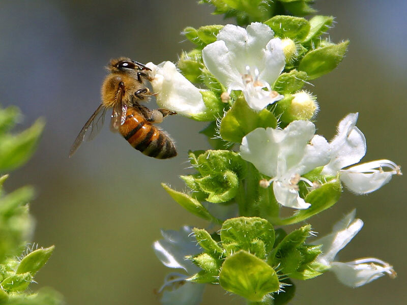 Honeybee on White Flower — Calm