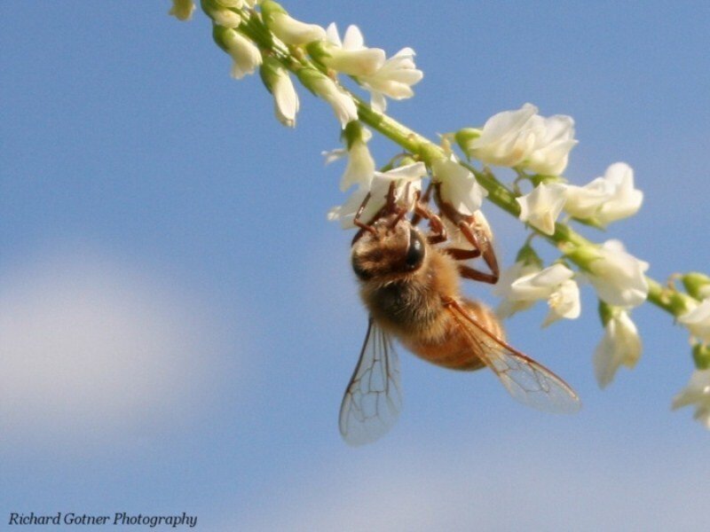 Honeybee on White Flower