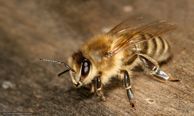 Honeybee on Wood — Brown