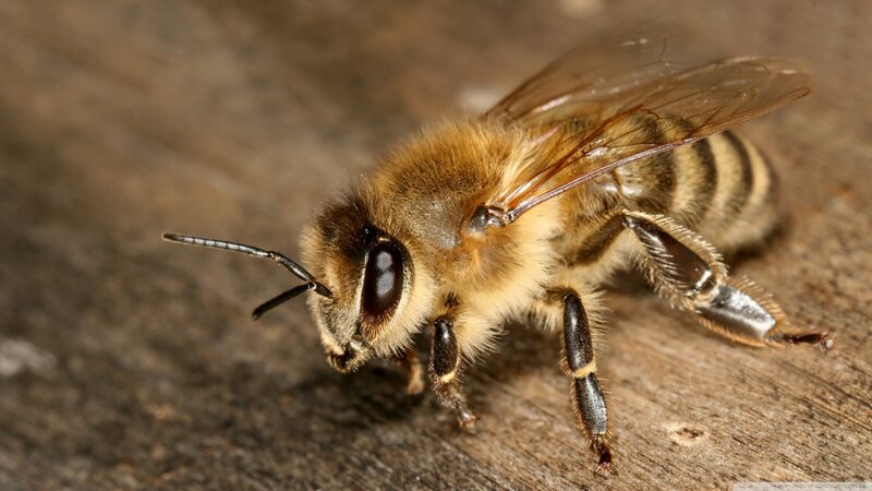 Honeybee on Wood