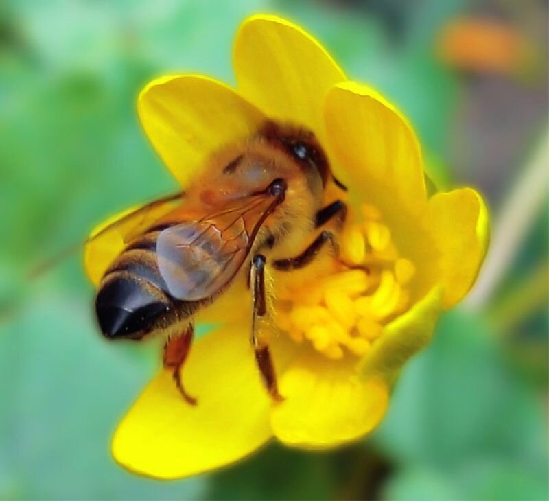Honeybee on Yellow Flower — Natural