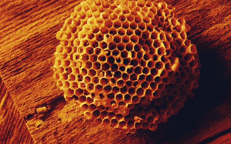 Honeycomb on Wood — Orange