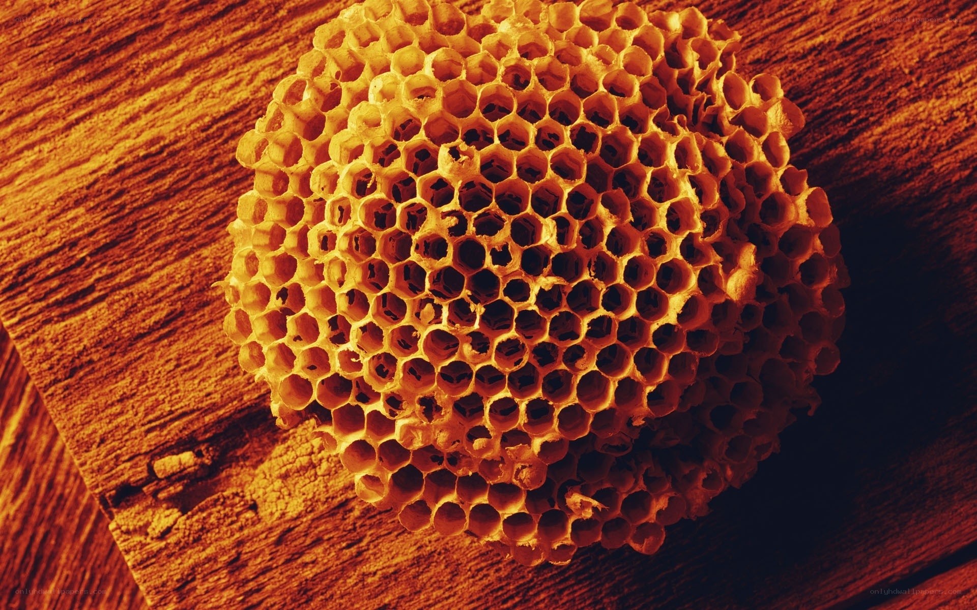 honeycomb on wooden surface
