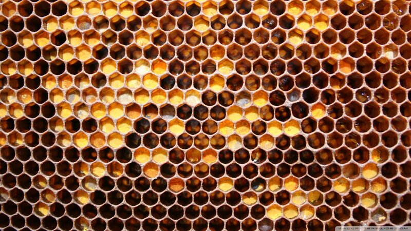 Honeycomb Structure — Brown, Natural, Photograph, Cells