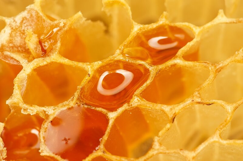 honeycomb with honey cells
