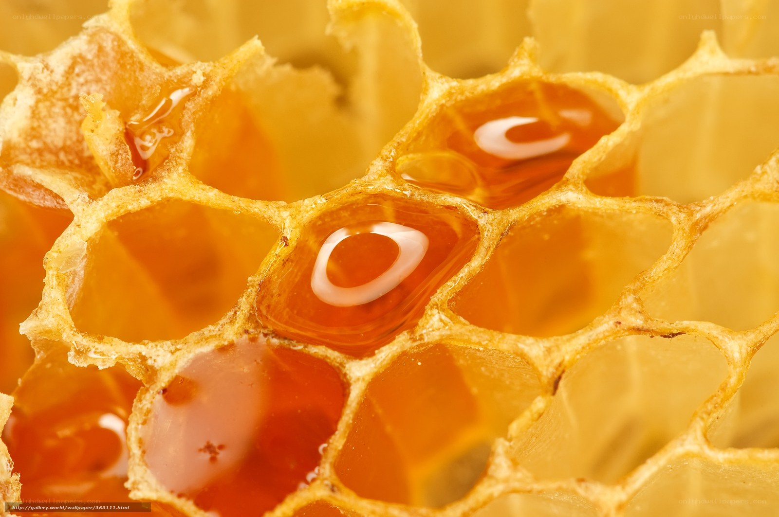 honeycomb with honey cells