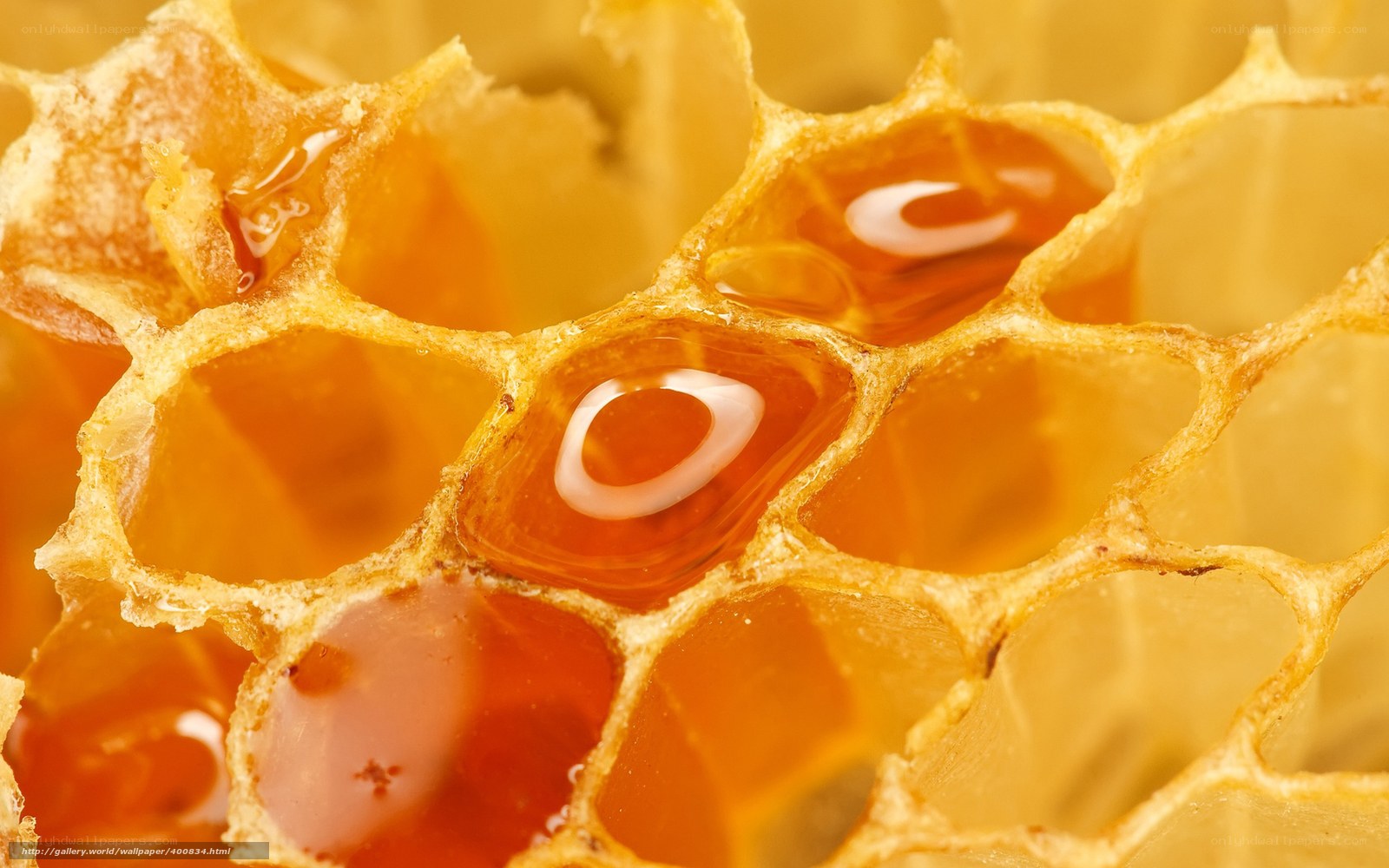 honeycomb with honey cells
