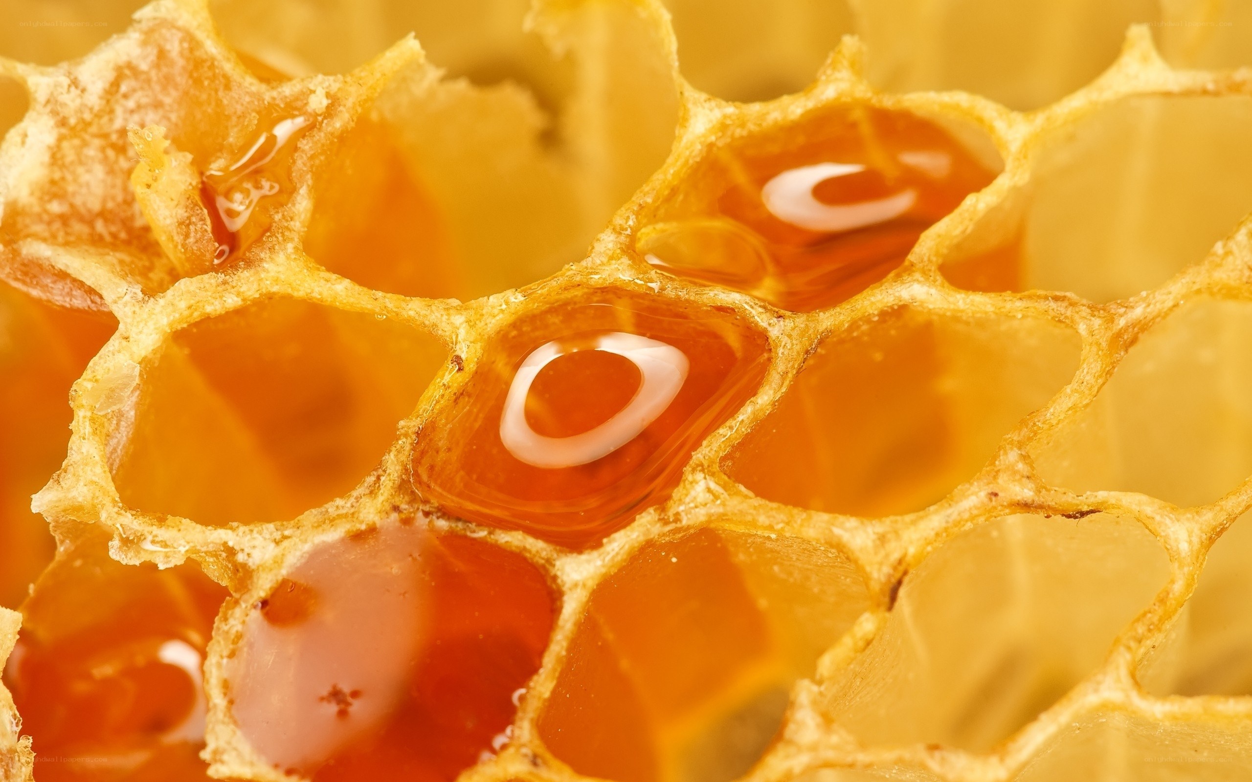 honeycomb with honey cells