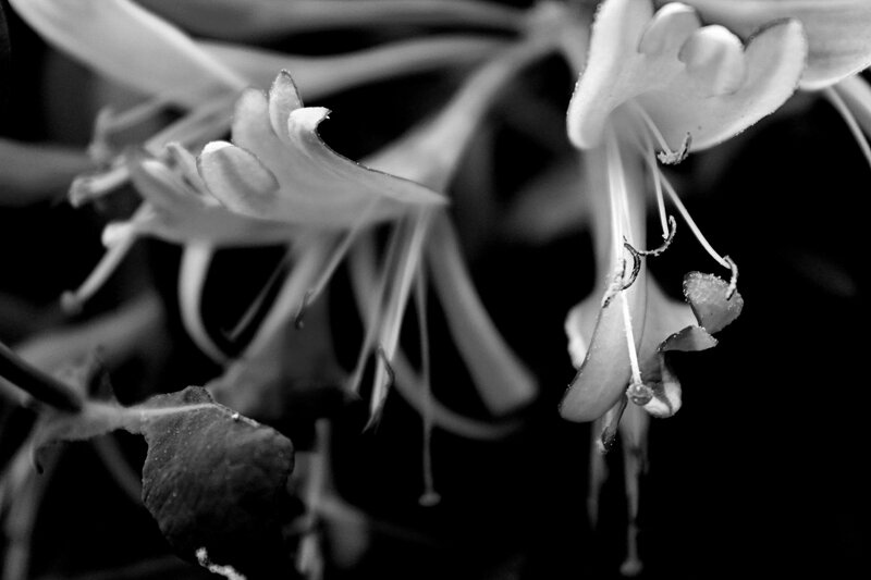 Honeysuckle Flowers — Black
