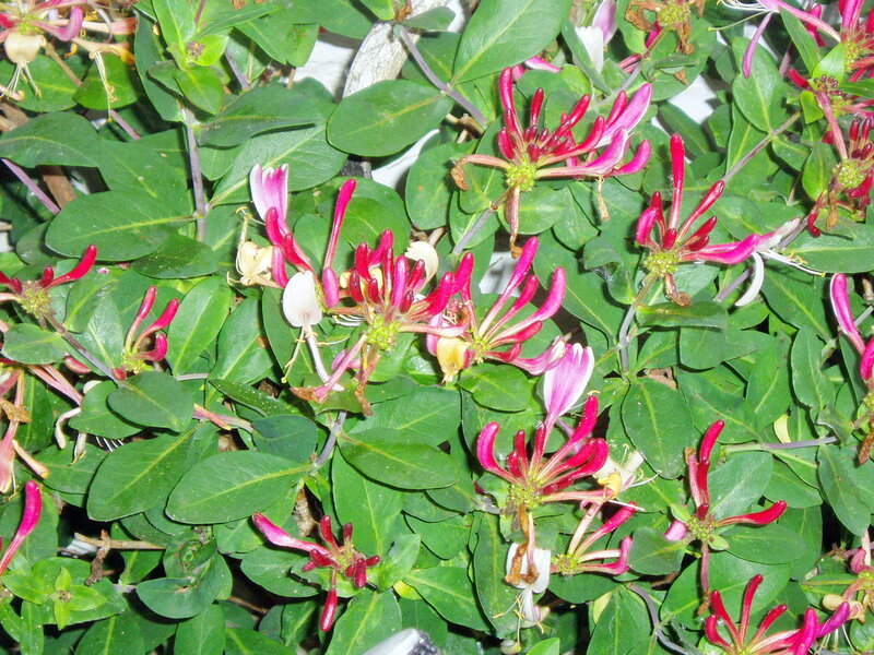 Honeysuckle Flowers — Green