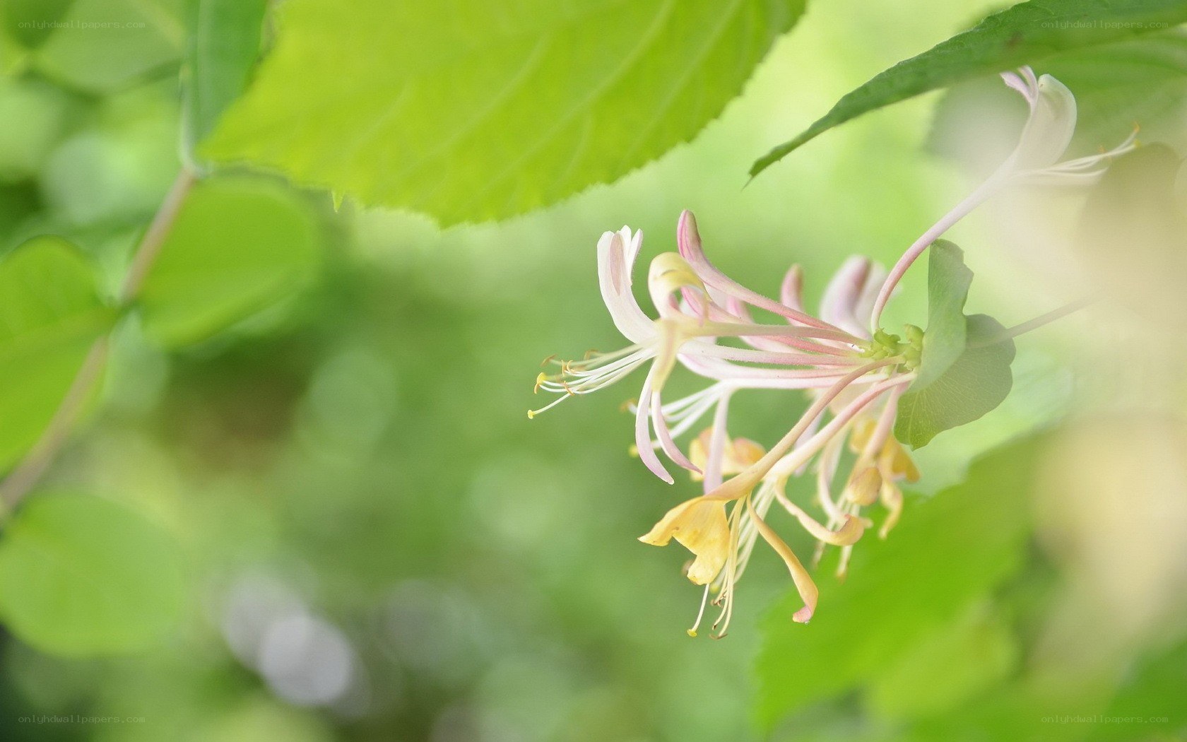 Honeysuckle flowers in bloom