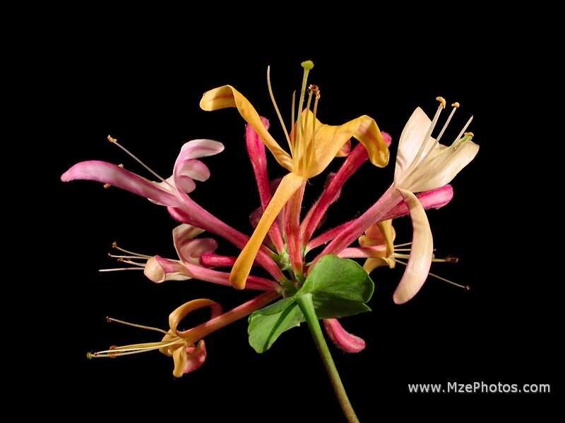 Honeysuckle Flowers