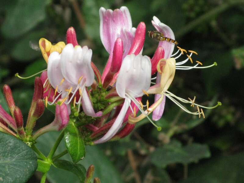 Honeysuckle Flowers with Fly