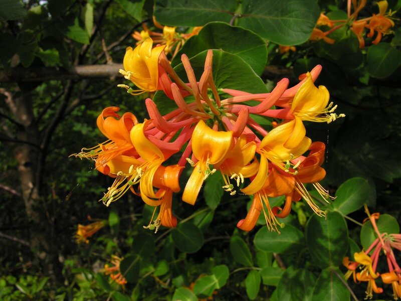 Honeysuckle Flowers — Yellow