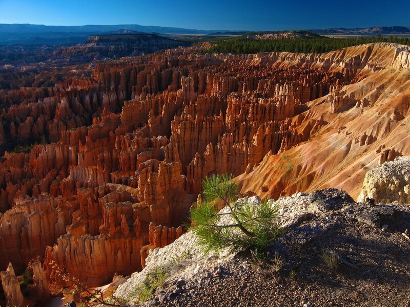 Hoodoos in Canyon — Orange, Dramatic, Afternoon, Photograph, Pine Tree