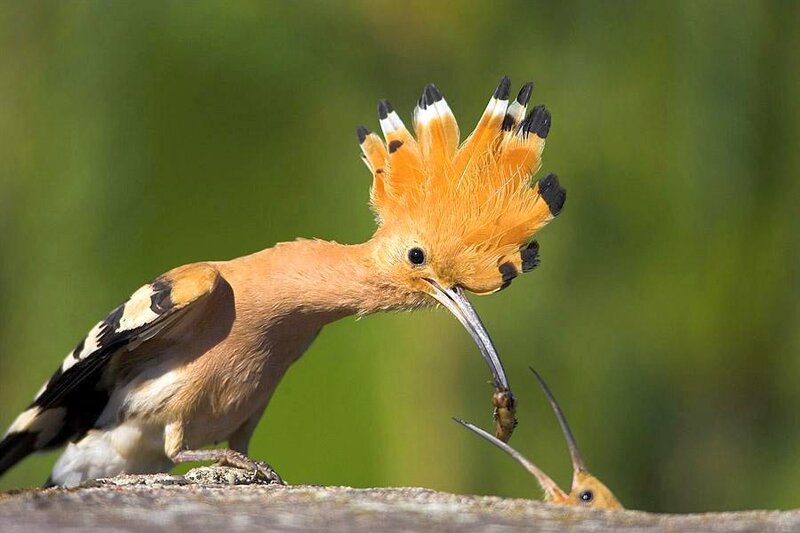 Hoopoe Bird Feeding Chick
