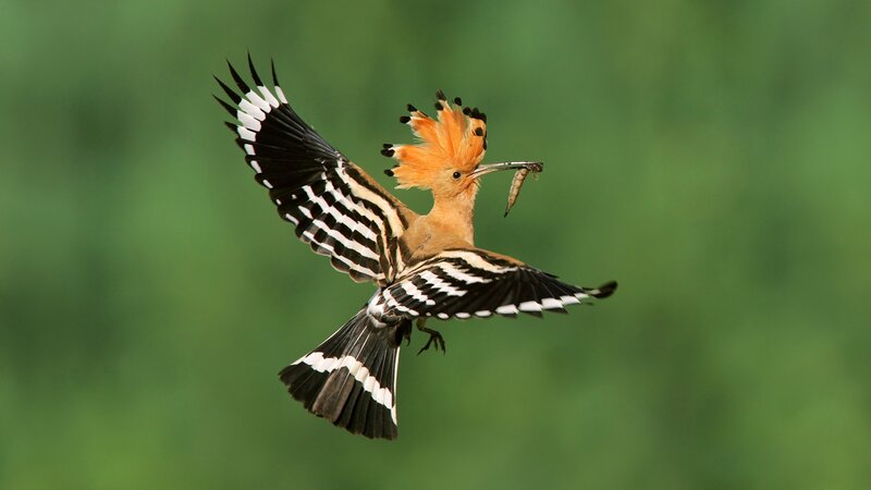 Hoopoe Bird in Flight — Green, Dynamic