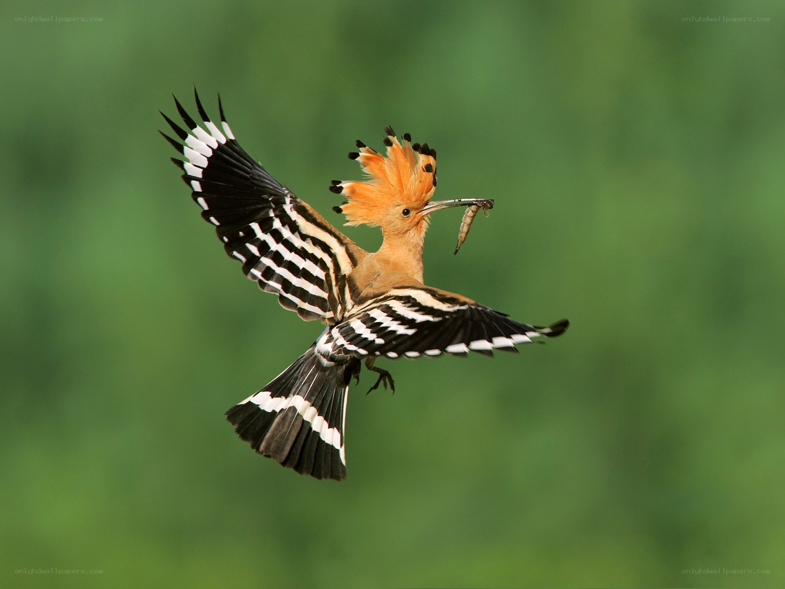 Hoopoe bird in flight with insect