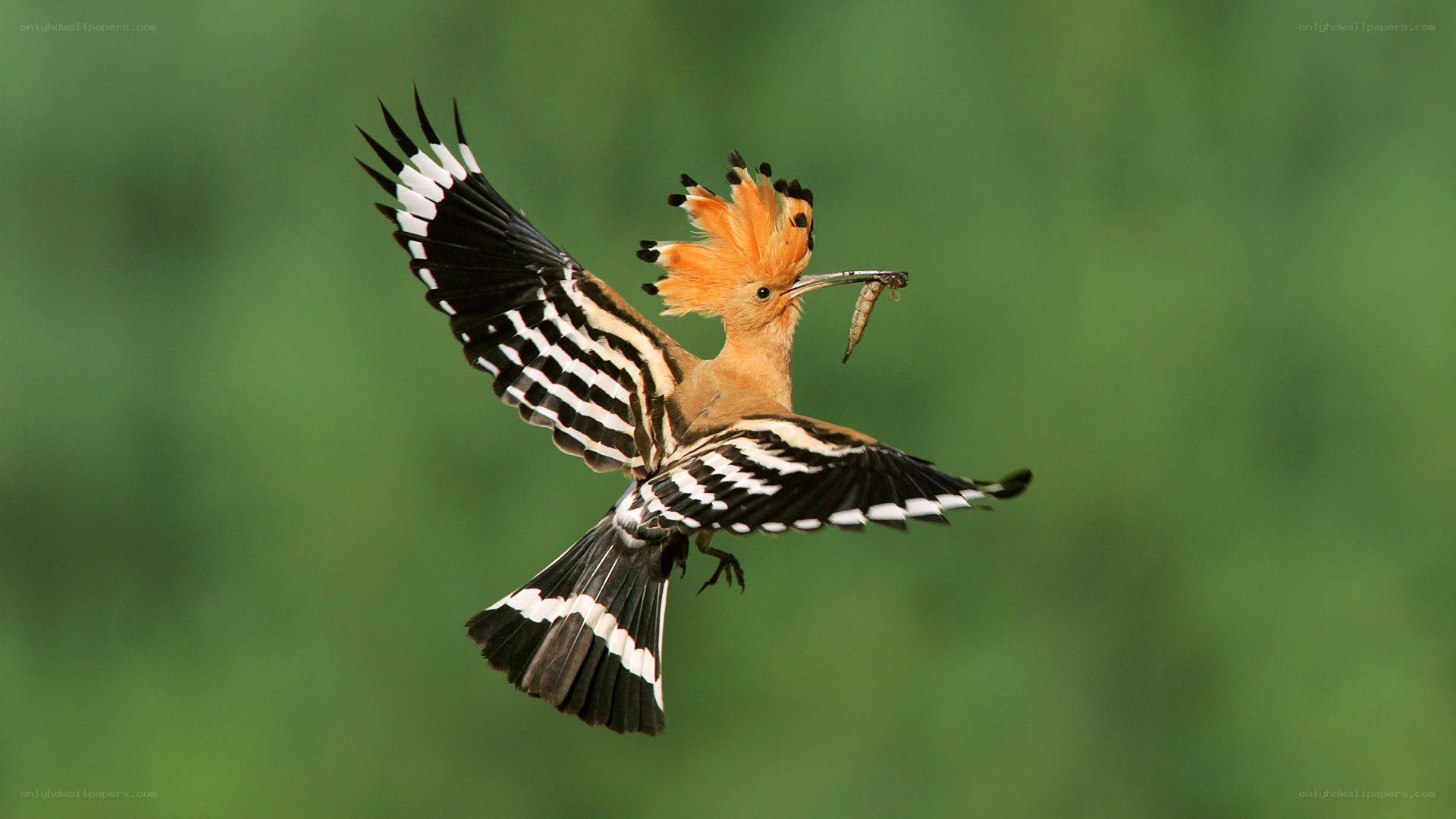 Hoopoe bird in flight with insect