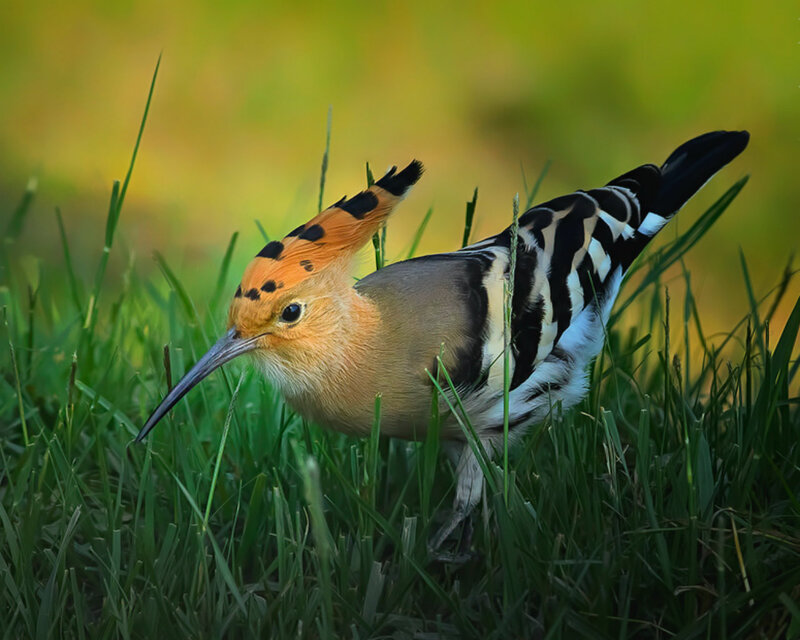 Hoopoe Bird in Grass — Green, Natural