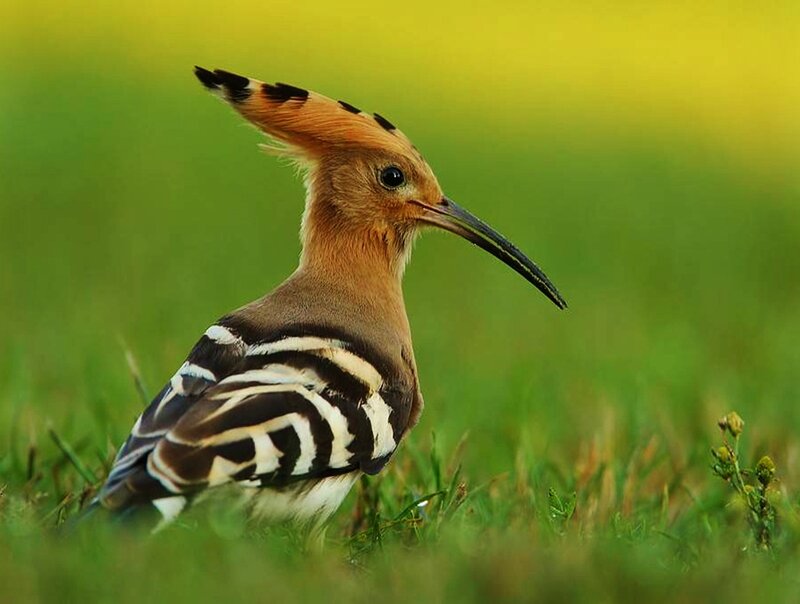 Hoopoe Bird in Grass — Green