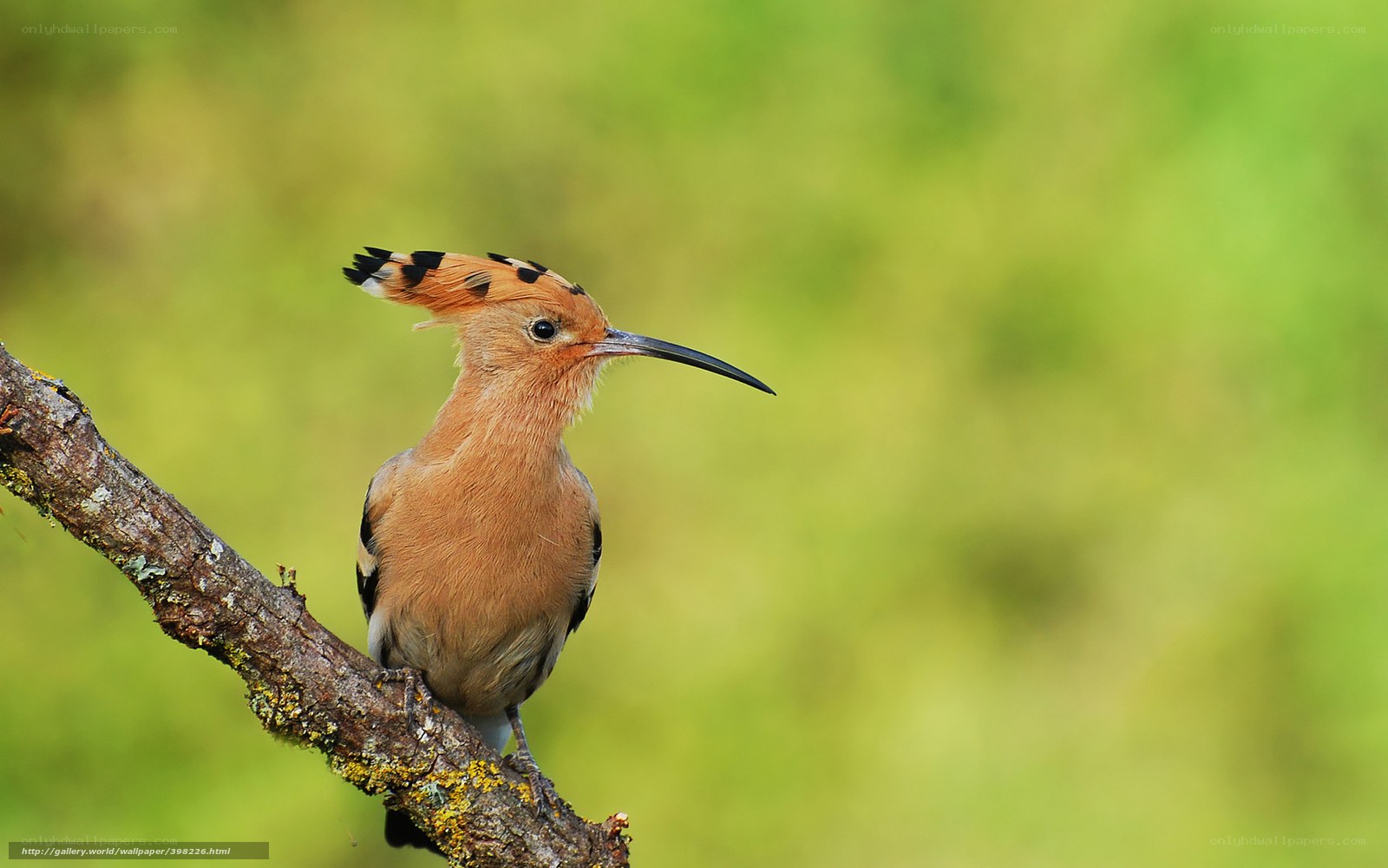 Hoopoe bird on a branch