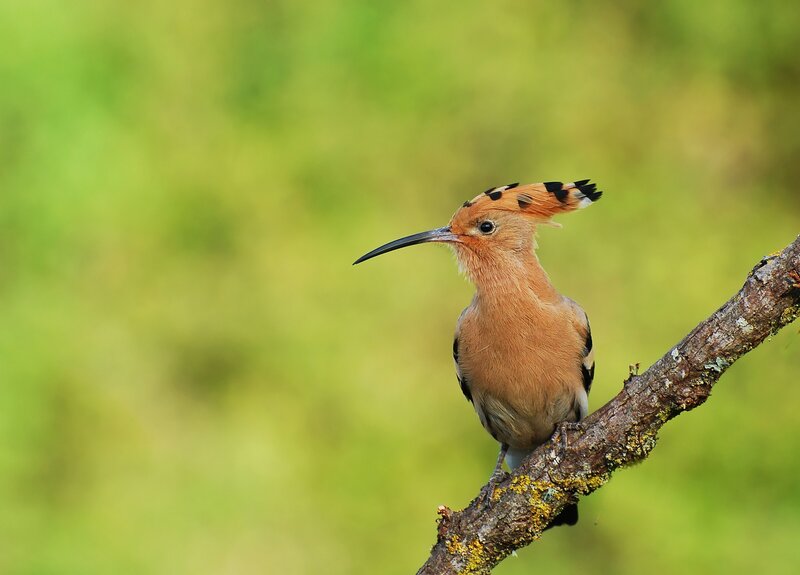 Hoopoe Bird on Branch — Brown, Calm, Afternoon